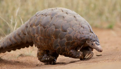 El coronavirus salvará animales en China